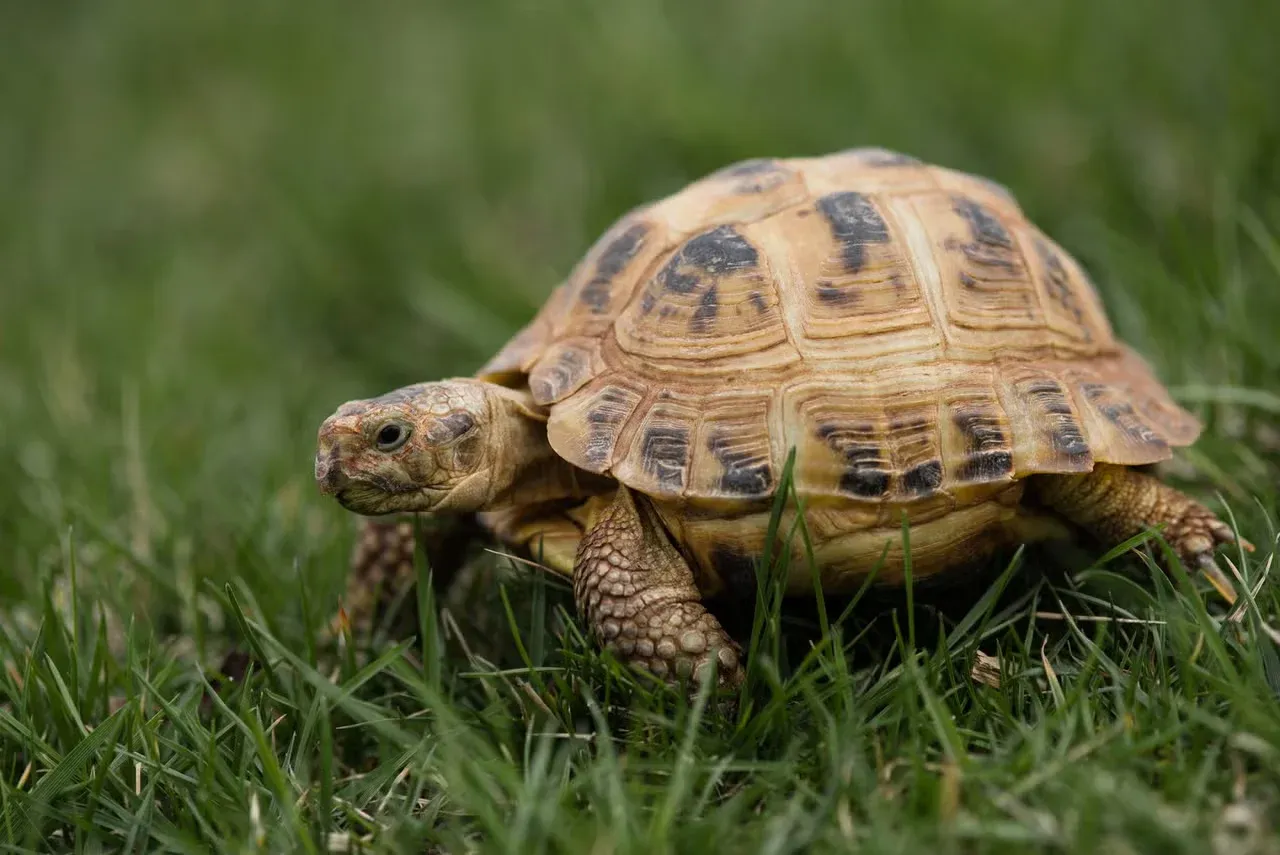 A Russian tortoise strolling through the grass.