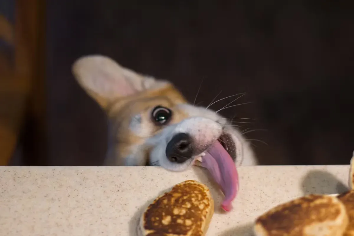 A dog sneaking a treat off the table.