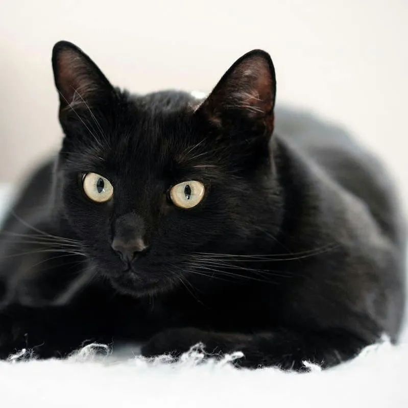 Adopters Keep Skipping Over This Shelter Cat Because He's 'Too Affectionate' — He Just Needs a Home