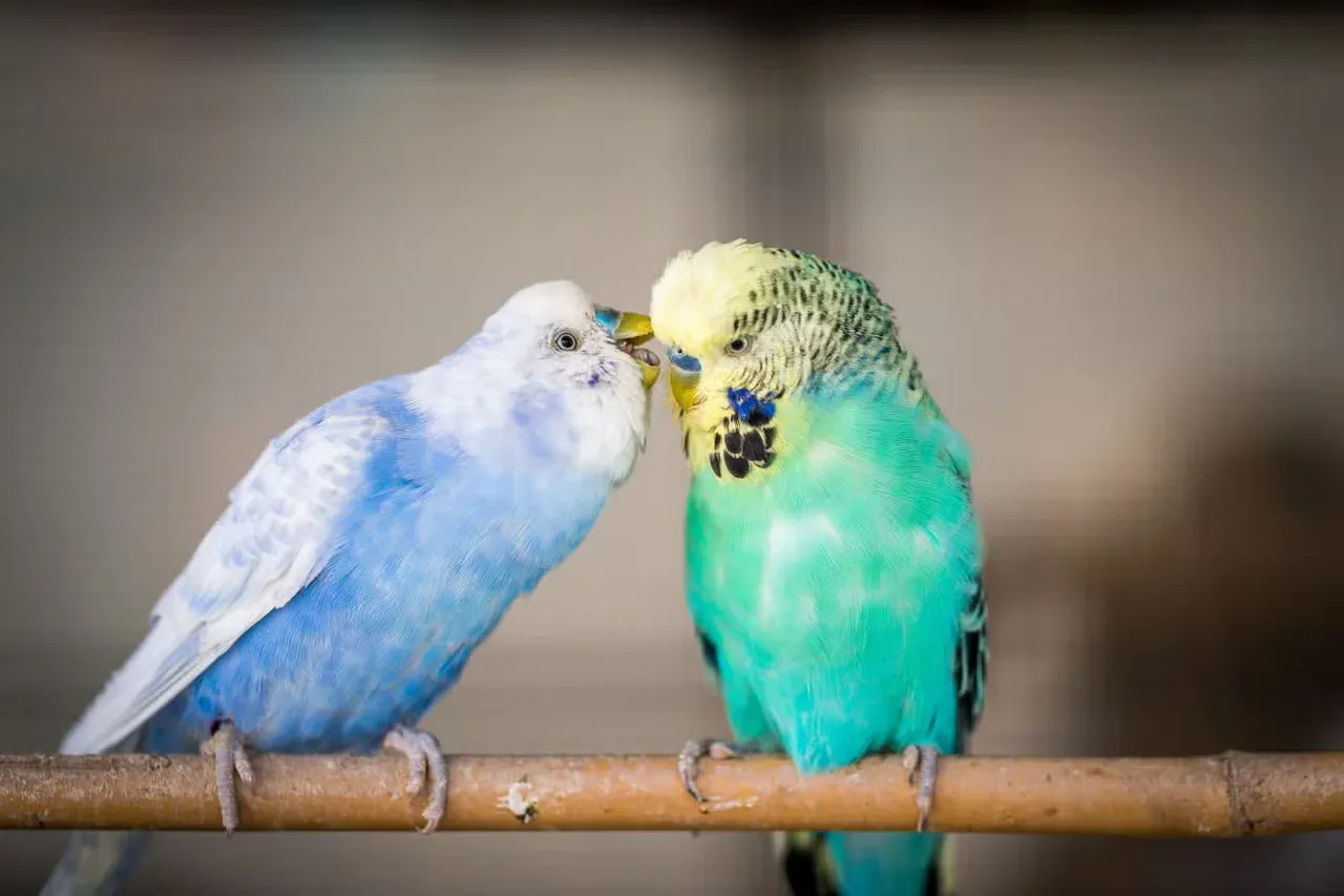 A pair of Budgies "smooching."