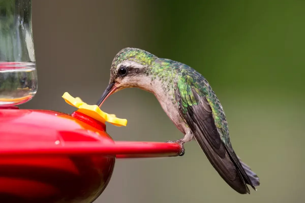 This tiny traveler may still need plenty of fuel as migration gets underway.