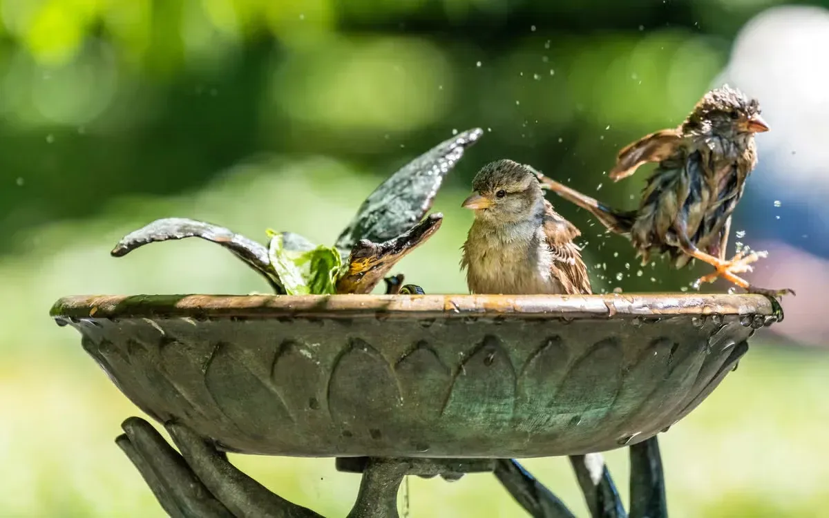Bird baths can encourage more songbirds to visit a backyard habitat.