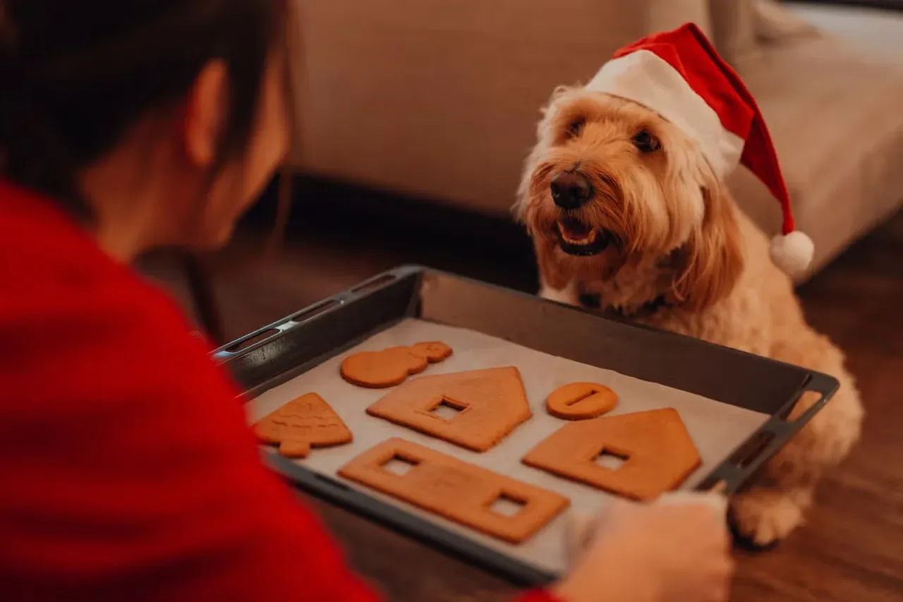 A woman showing her dog a tray of gingerbread cookies.