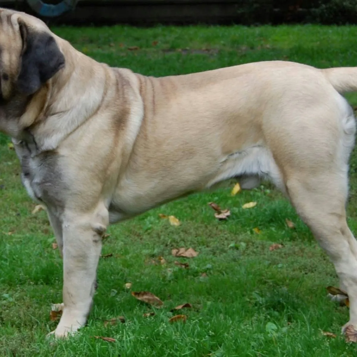 British-Inspired Monikers for Your English Mastiff: 12 Top Picks