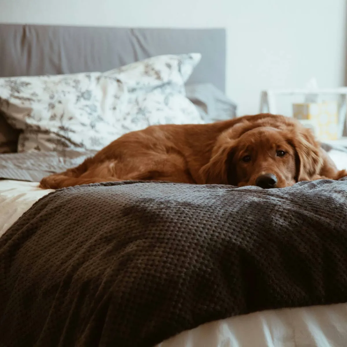 Recognizing the Warning Signs in a Sick Dog: A Guide for Early Action
