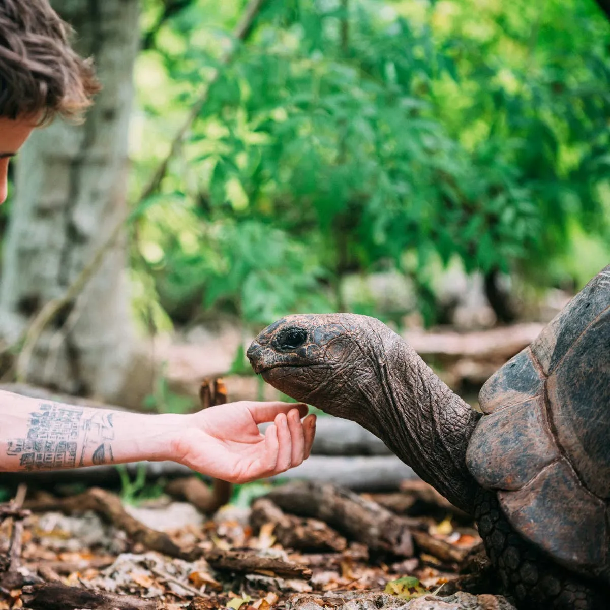 Over 100 Tortoise Name Ideas: Funny, Cute, and Pop Culture Picks