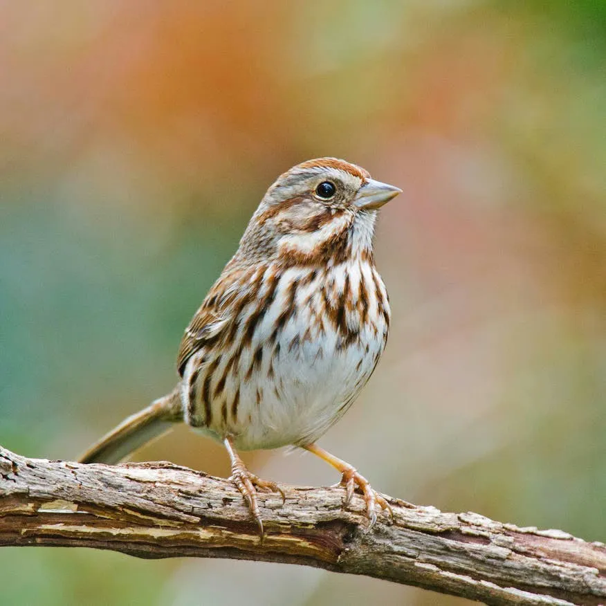 Turn Your Backyard into a Songbird Sanctuary: Expert Advice from a Licensed Rehabilitator