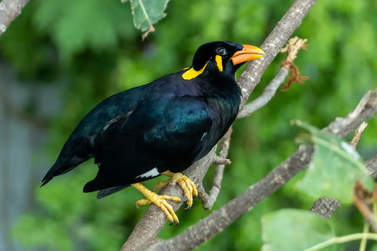 A Hill Mynah perched in a tree talking.