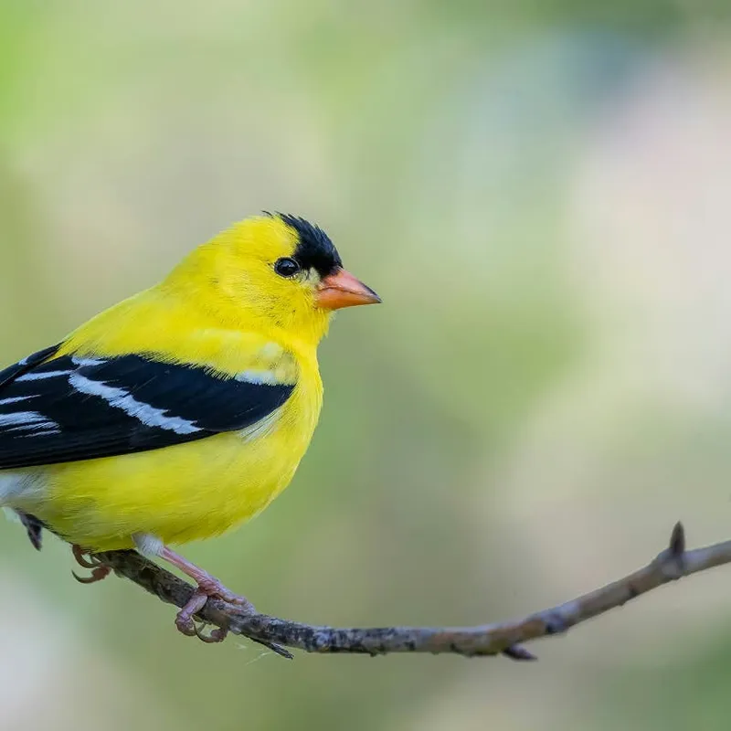 Goldfinch Sightings: Expert Insights on Symbolism and Meaning