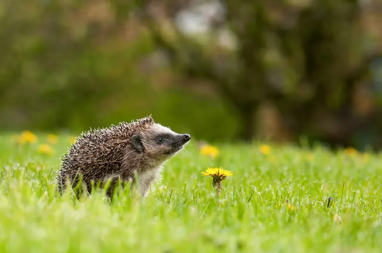 A hedgehog sniffing a dandelion.