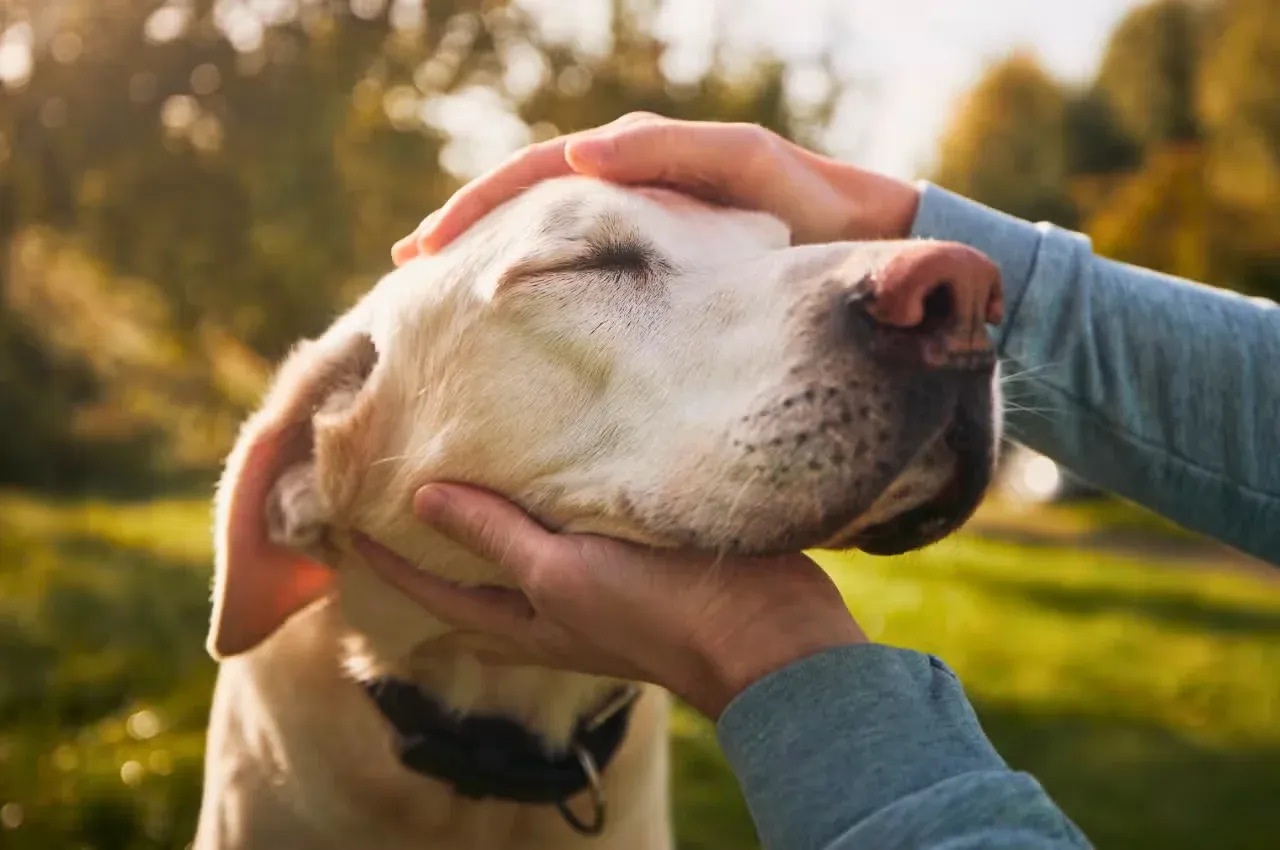 Older dog