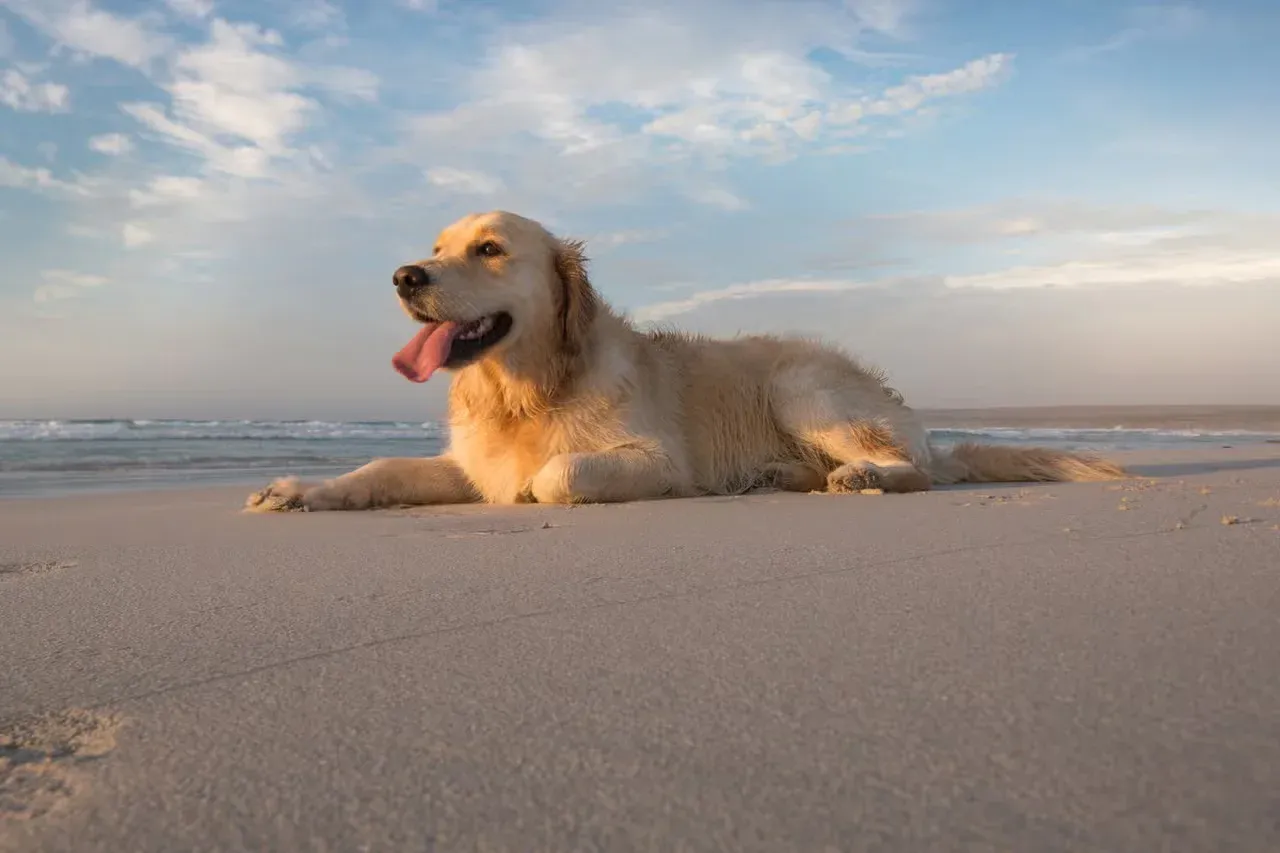 A Golden Retriever lying on a beach.