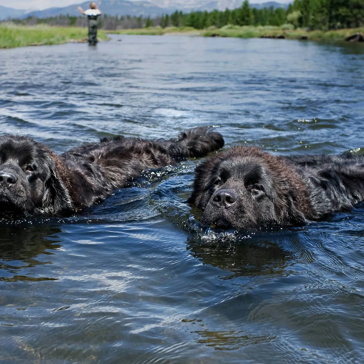 These Newfoundlands Won't Let Mom Swim Solo — Their Response Is Priceless