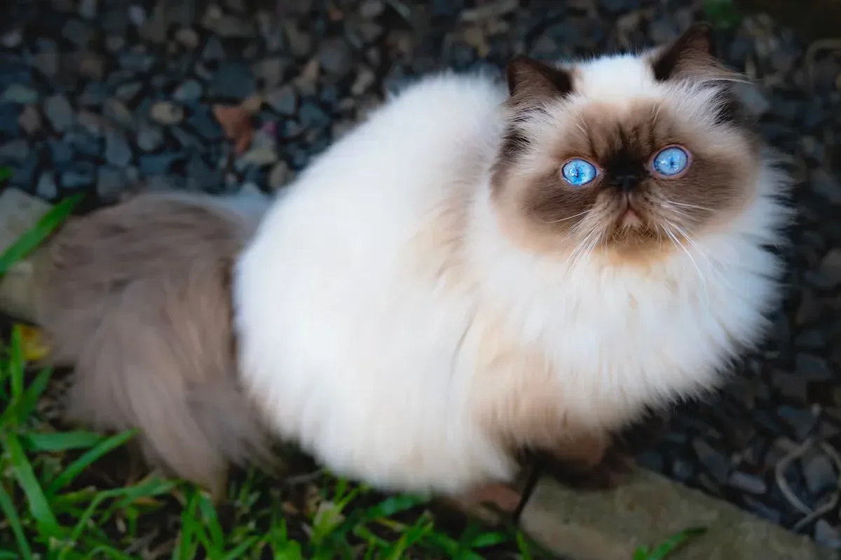 With their long coat and calm nature, Himalayan cats are a popular Ragdoll alternatives.