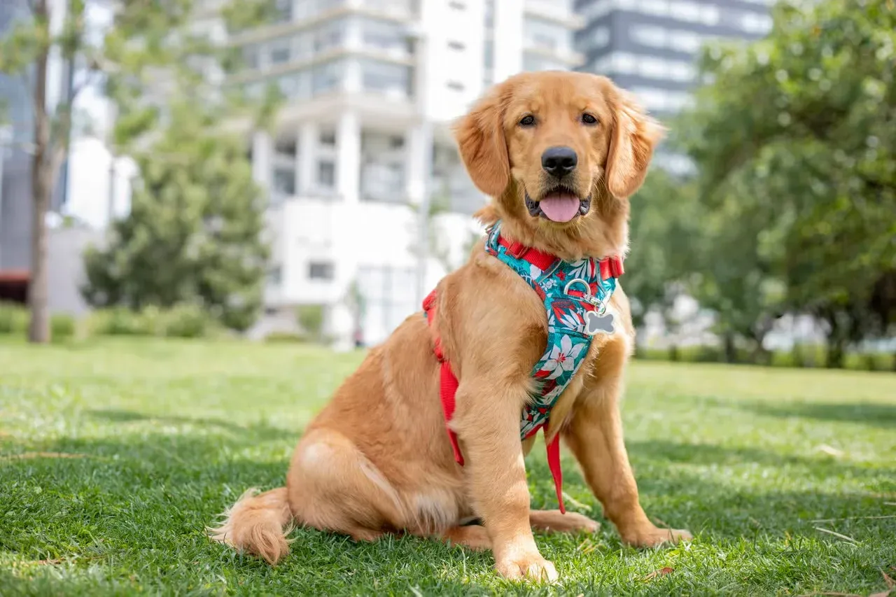A happy Golden Retriever puppy wearing a colorful harness.