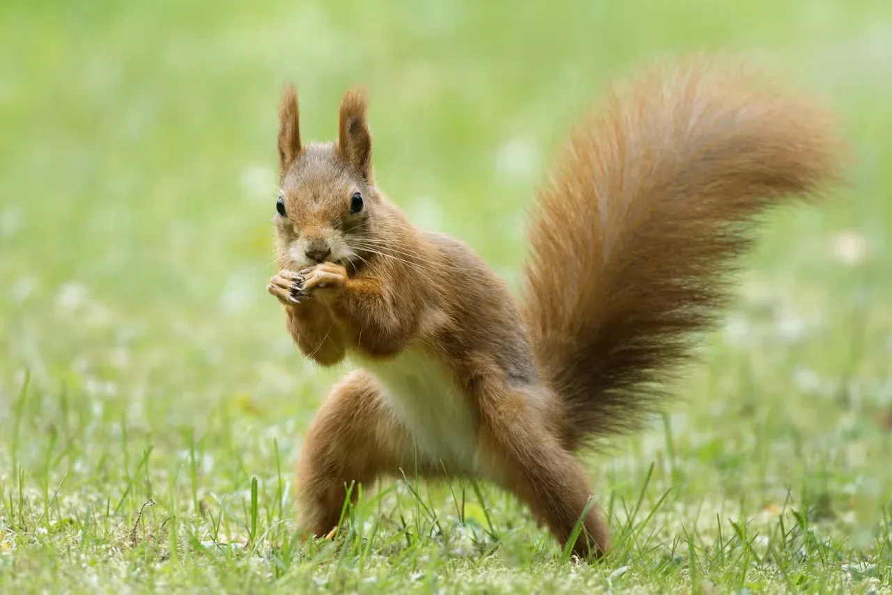 A squirrel standing up like a street fighter.