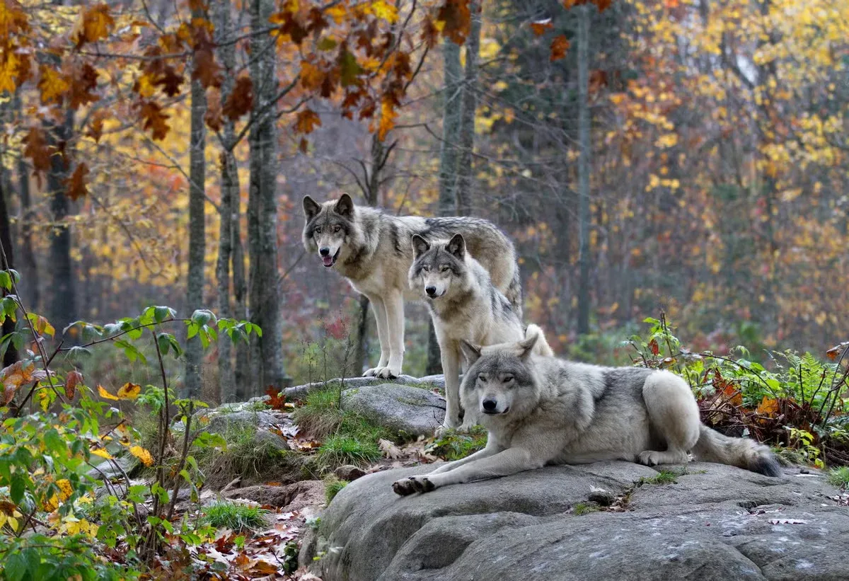 Three wolves standing in an autumn forest.