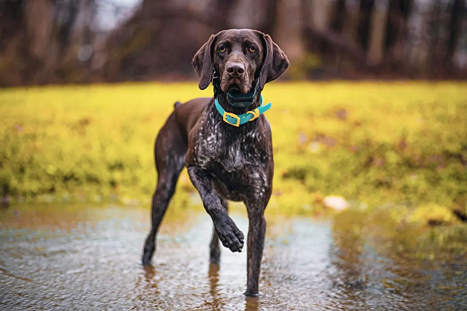 Pointer Pointing
