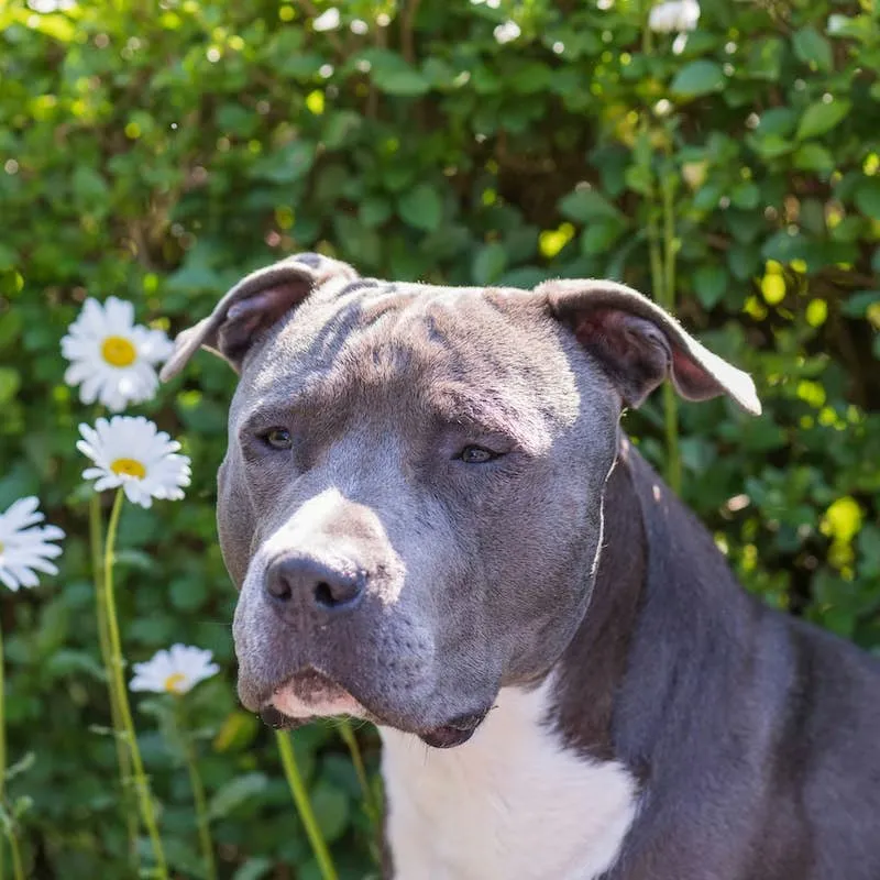 Staffy Dogs and Their Magpie Companion Share a Bond That Melts Hearts