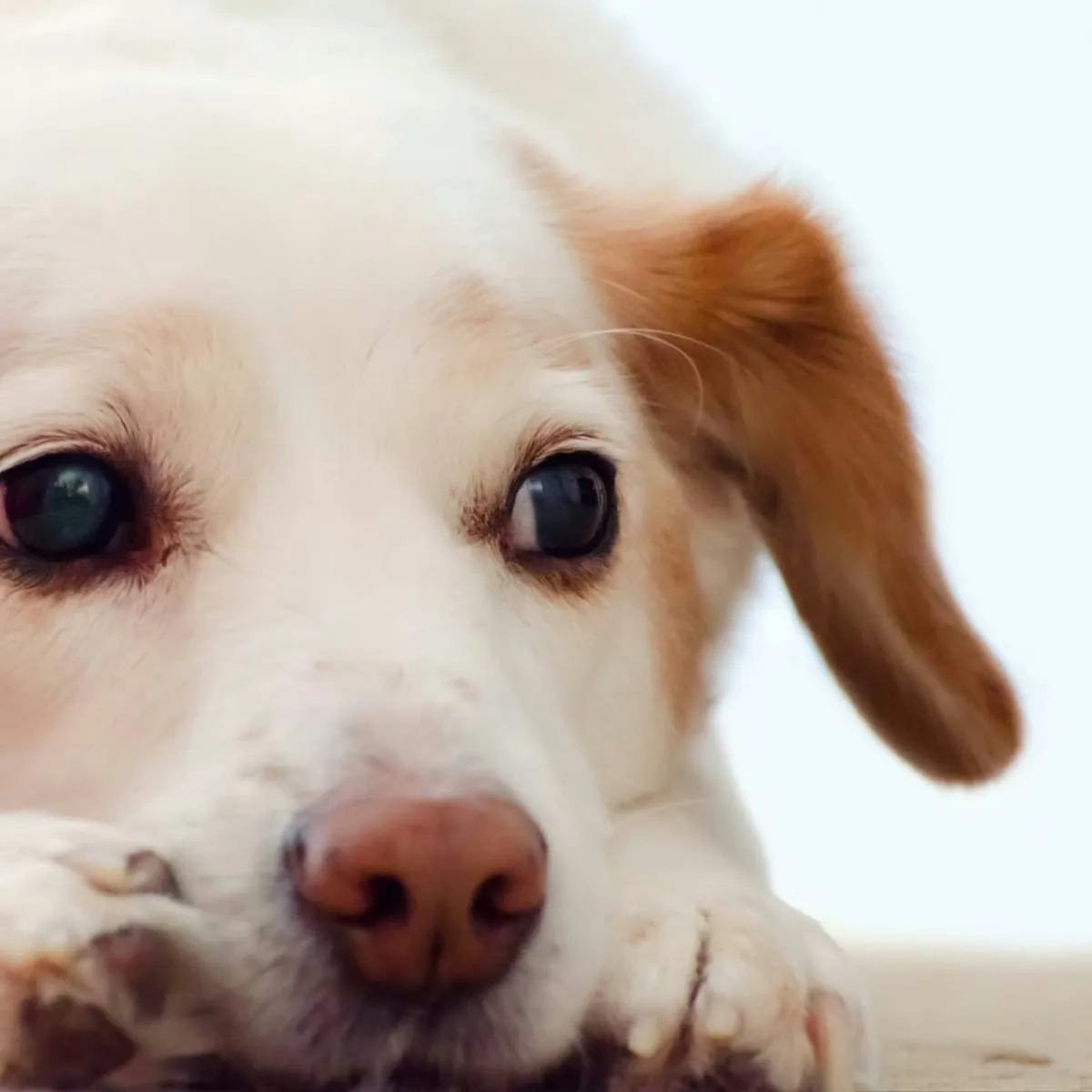 Can Dogs Suffer from Seasonal Affective Disorder? What Science Says About Winter Depression in Pets