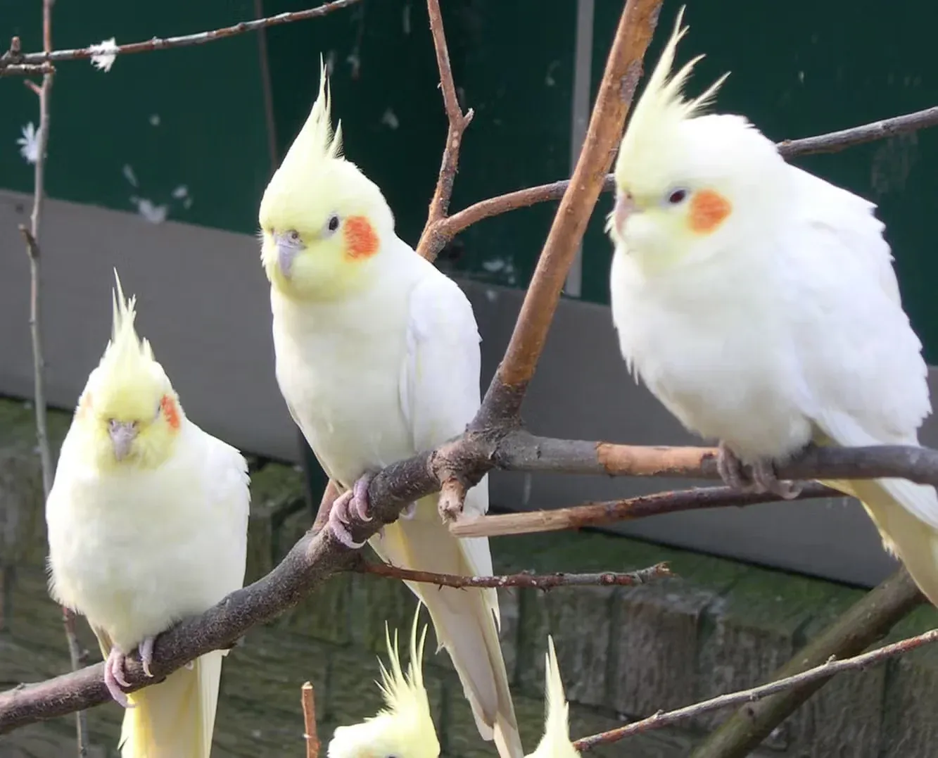A group of bright yellow cockatiels