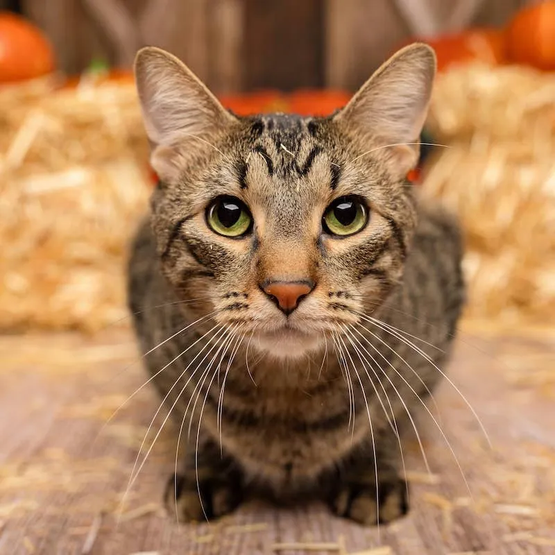 Blind Feline Ivar Becomes TikTok Sensation Thanks to His Unforgettable Facial Reactions