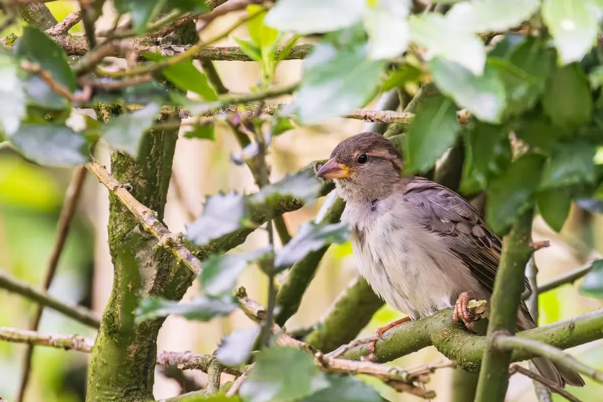 Autumn is a great time to watch migrating songbirds visit your yard.