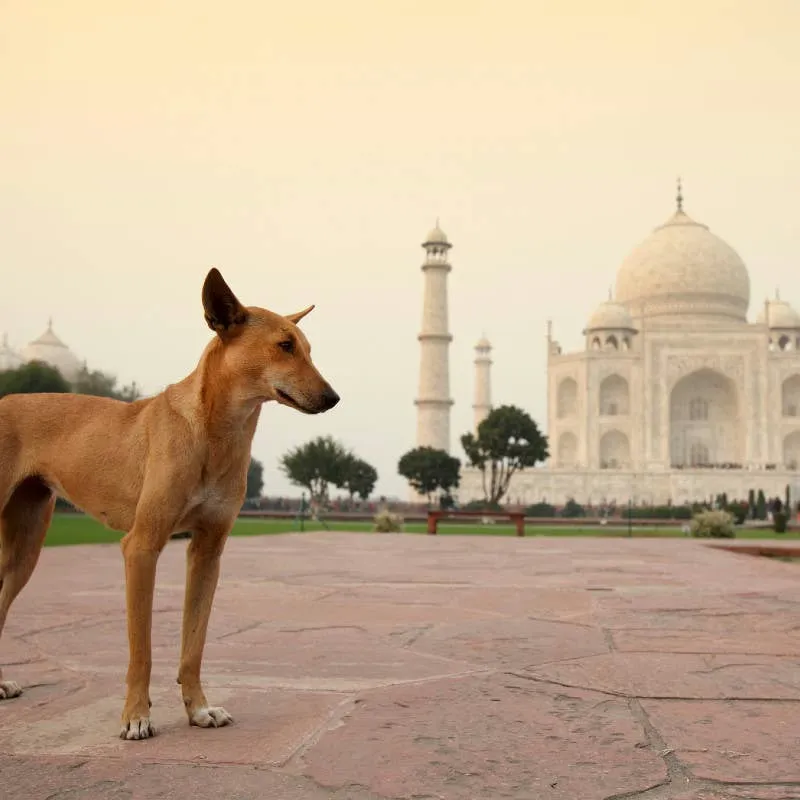 Desi Dog Names: A Comprehensive List of Indian Names for Your Pup