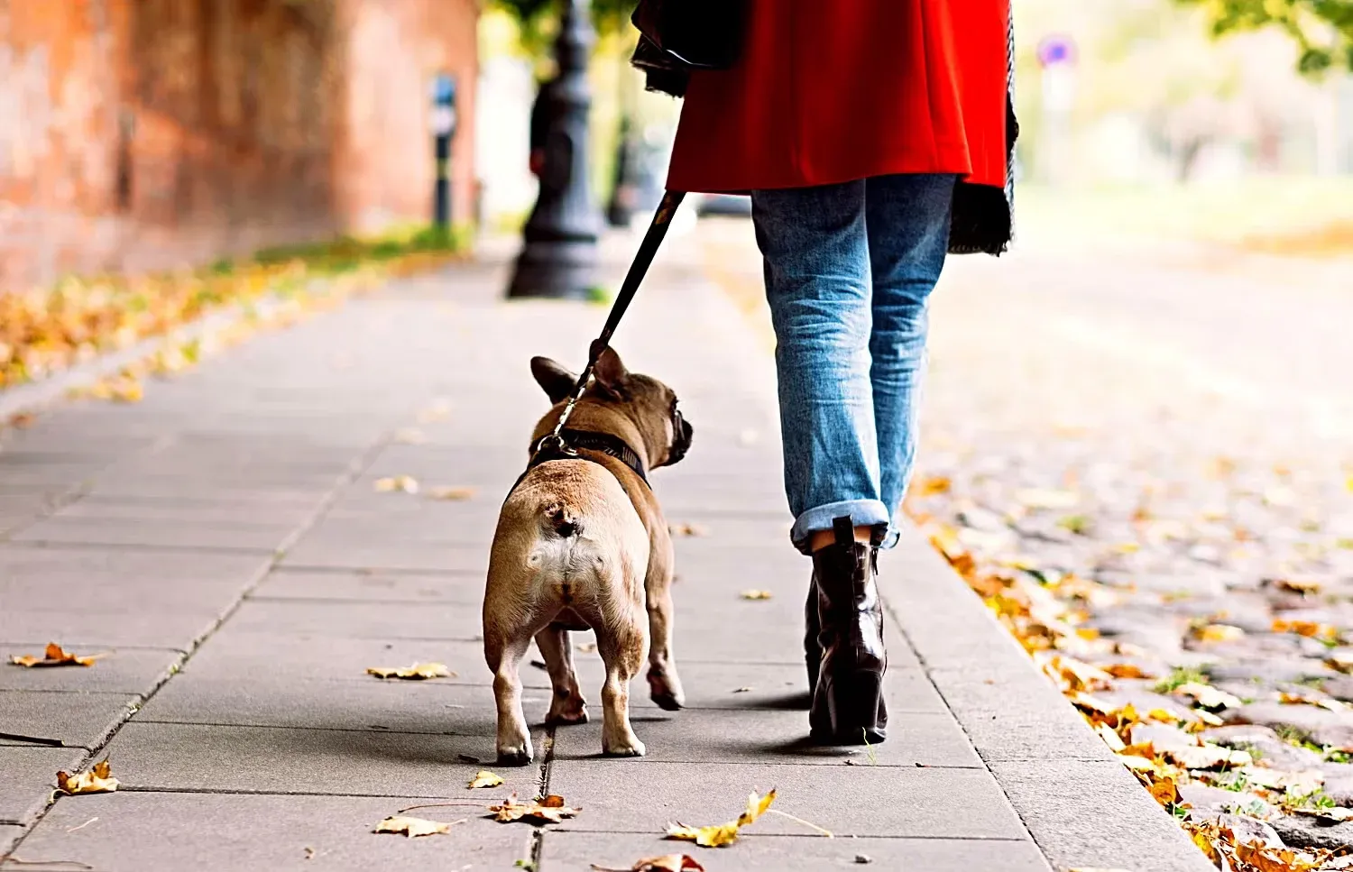 Woman walking dog