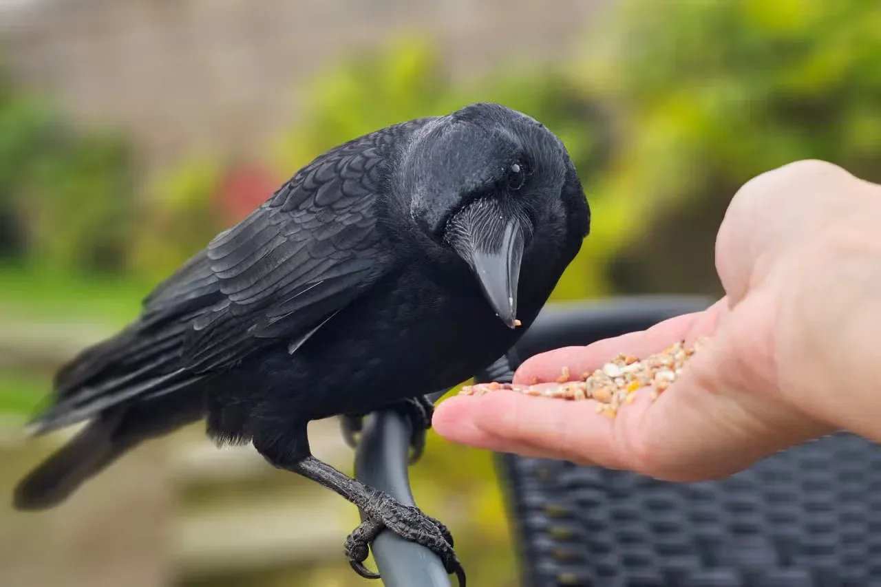 A raven eating birdseed out of a person's hand that they are friends with.