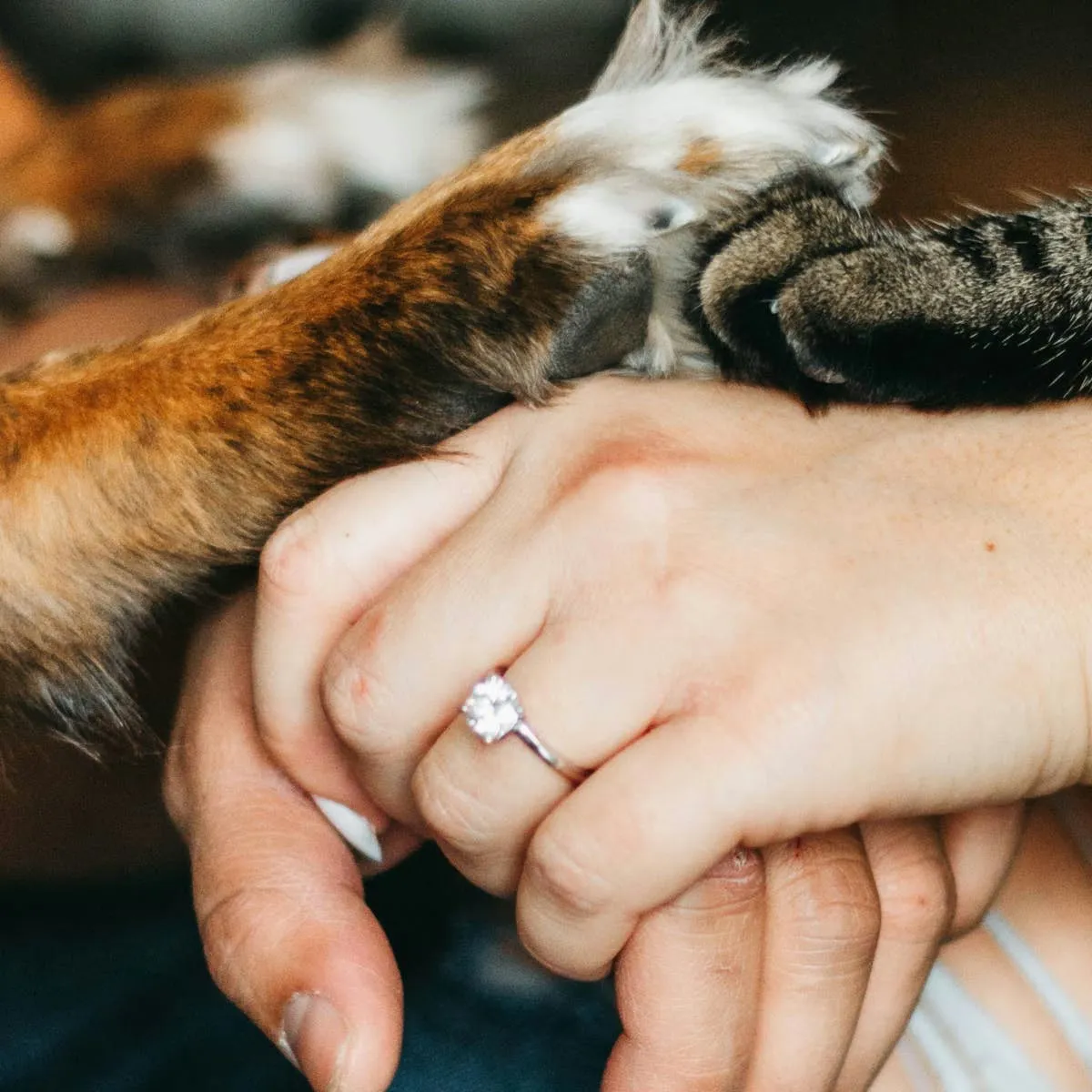 Identifying and Managing Jealous Behavior in Your Dog or Cat