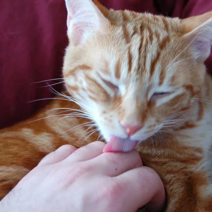 Understanding Why Your Cat Licks You: Five Common Explanations