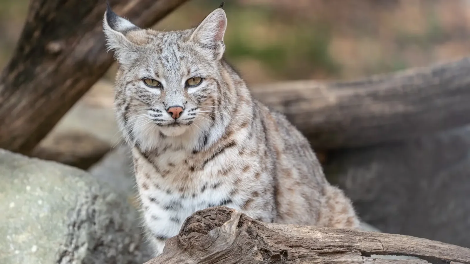bobcat