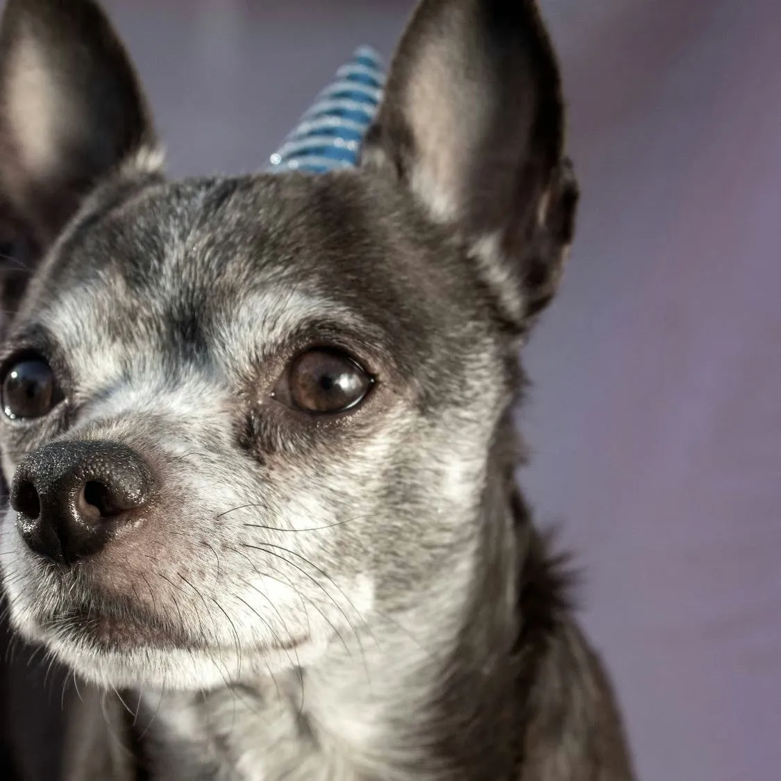 Decoding the Foul Odor Coming From Your Senior Dog