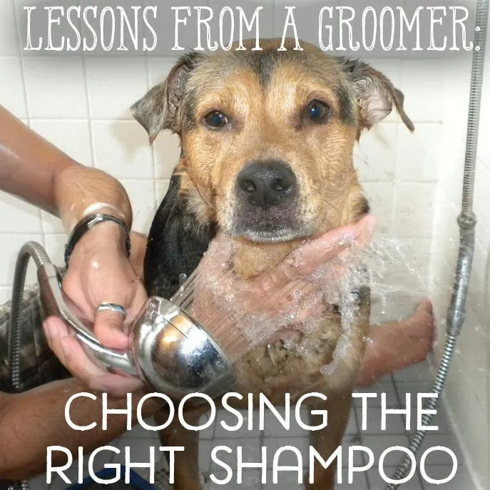 A Groomer's Guide to Picking the Right Shampoo for Your Dog