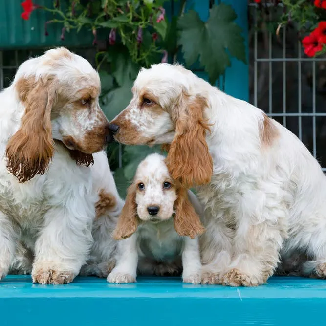English Cocker Spaniel: A Complete Owner's Handbook