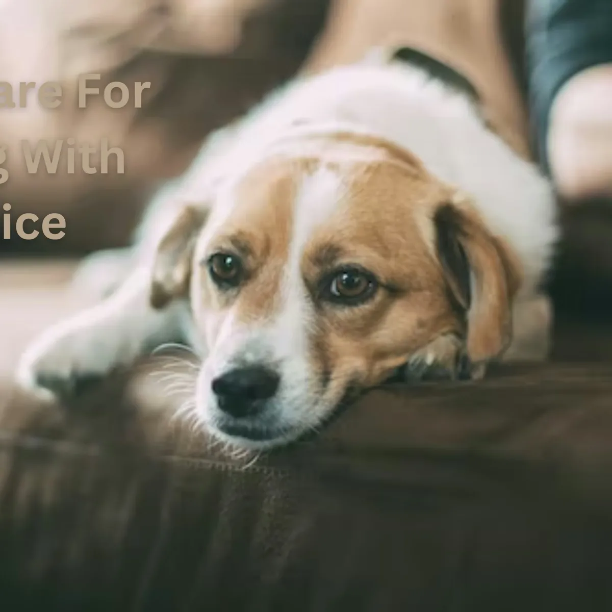 Recognizing and Managing Jaundice in Dogs: A Home Care Guide