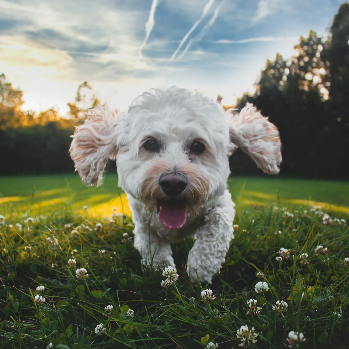 Recognizing and Managing Canine Allergies: A Practical Guide for Dog Owners