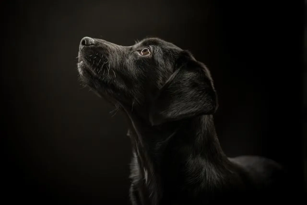 A young Black Lab in front of a black background.