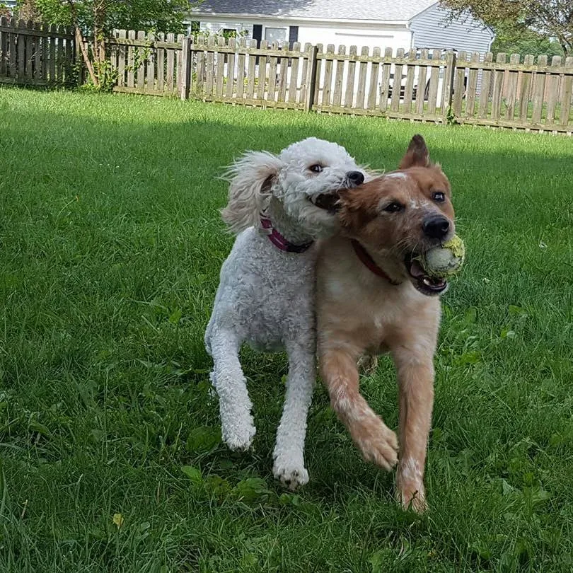 Raising a Heeler: Answers to Frequent Training Questions