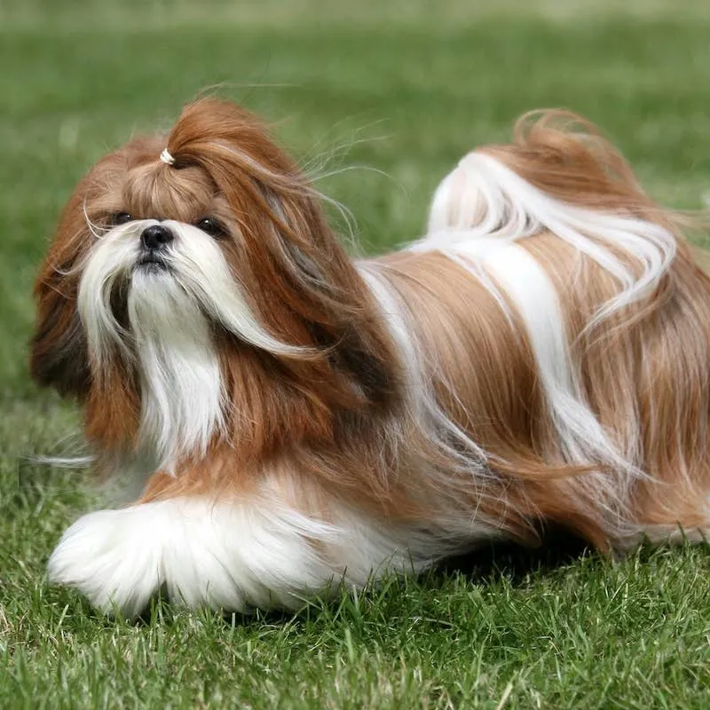 New Jersey Family's Shih-Tzu Found After 30 Hours Thanks to Rottweiler Sibling's Scent Tracking