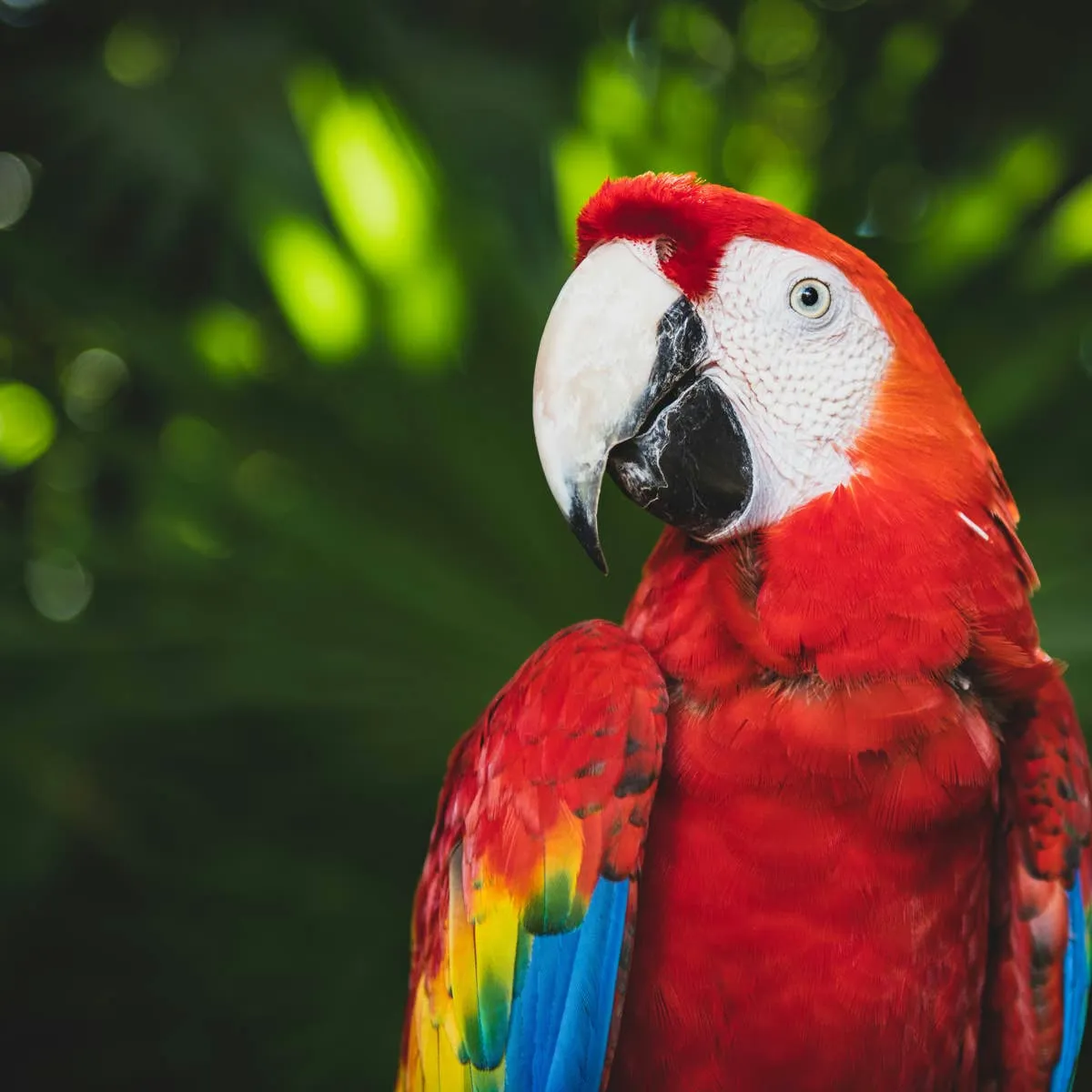 Mona the Macaw Reunites With Her Beloved Snow Globe, and Her Excitement Is Contagious
