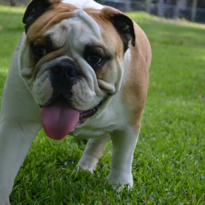 Five Key Factors to Weigh Before Bringing an English Bulldog Into Your Life