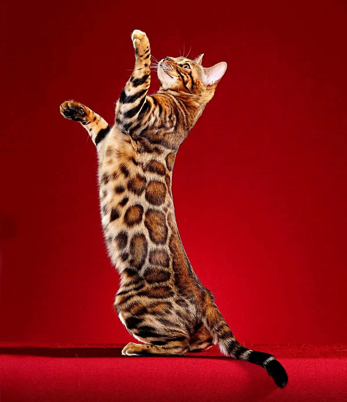 Bengal Cat Red