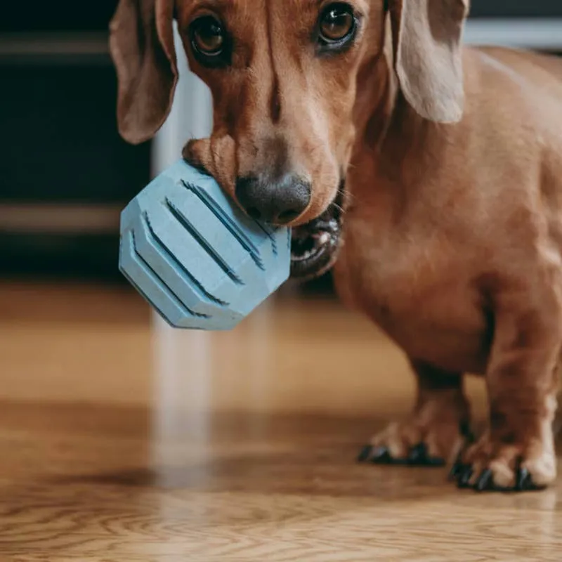 Baby's First Ball Toss to Her Dachshund Sibling Melts Hearts Online