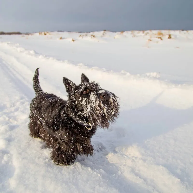 Watch This Scottish Terrier Encounter Snow for the Very First Time