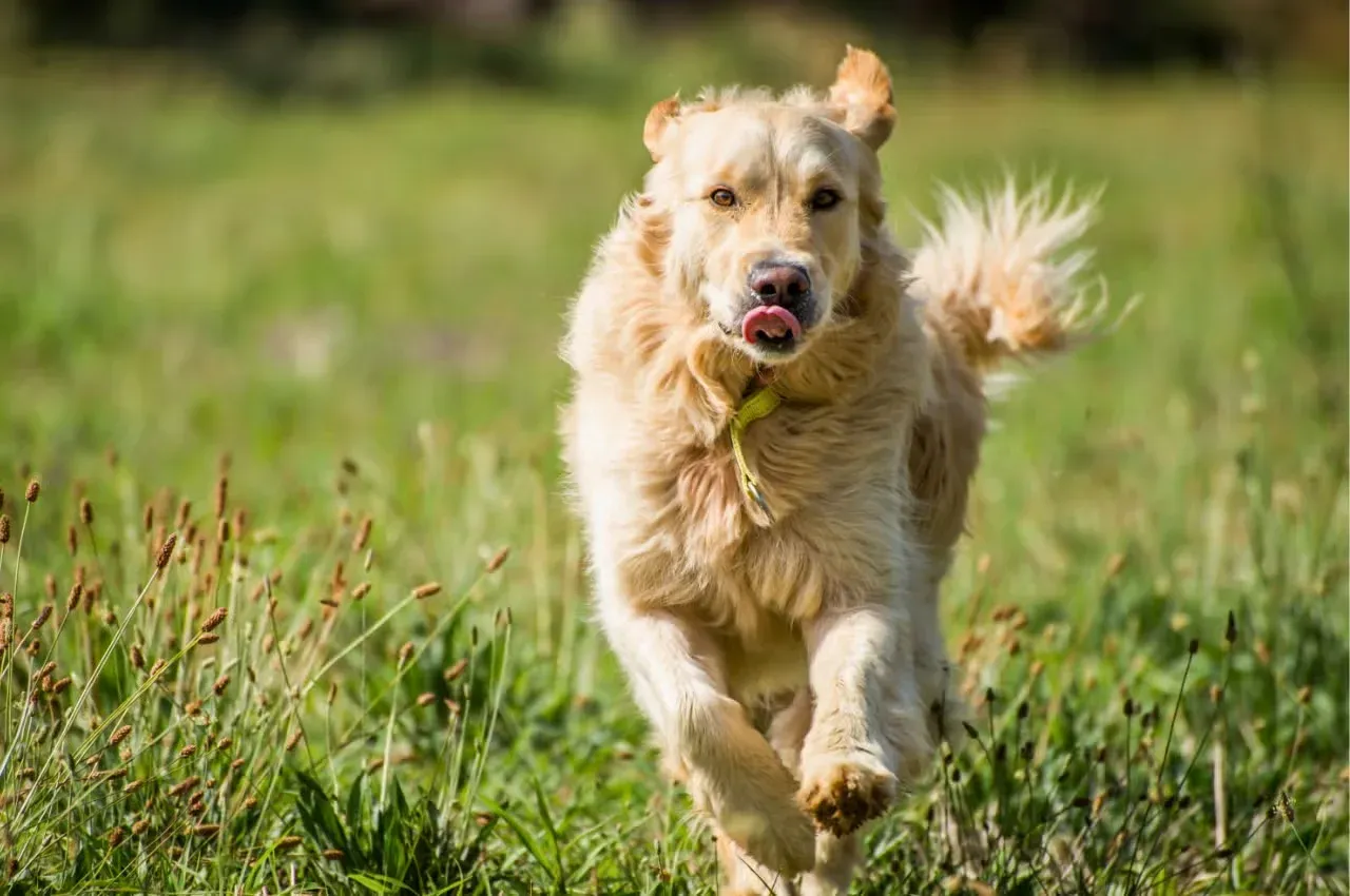 Running Golden Retriever