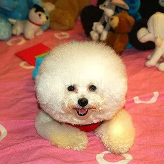 Top Five Tiny Dogs with Luxuriously Soft Coats