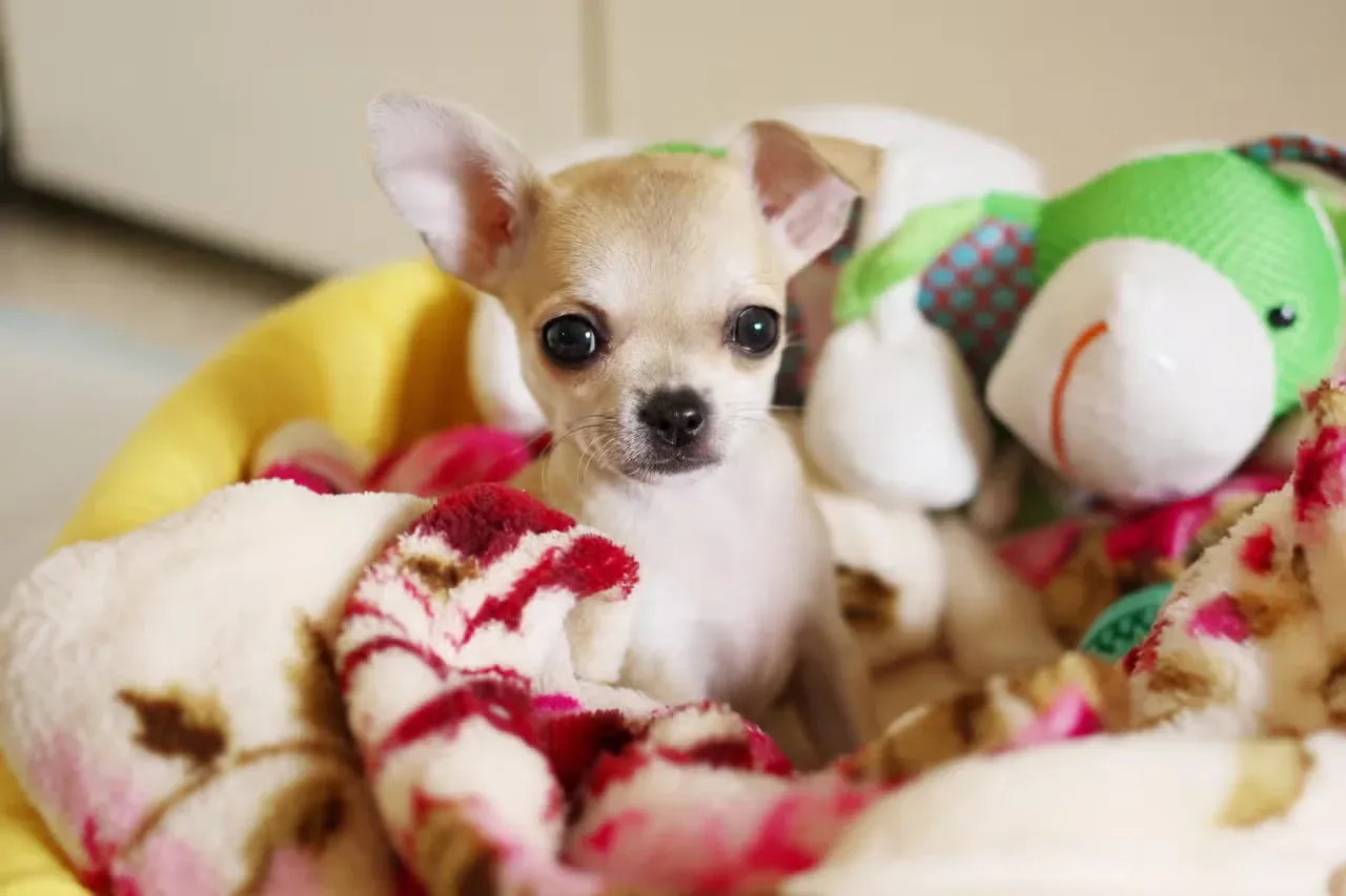 A Chihuahua surrounded by blankies and stuffies.