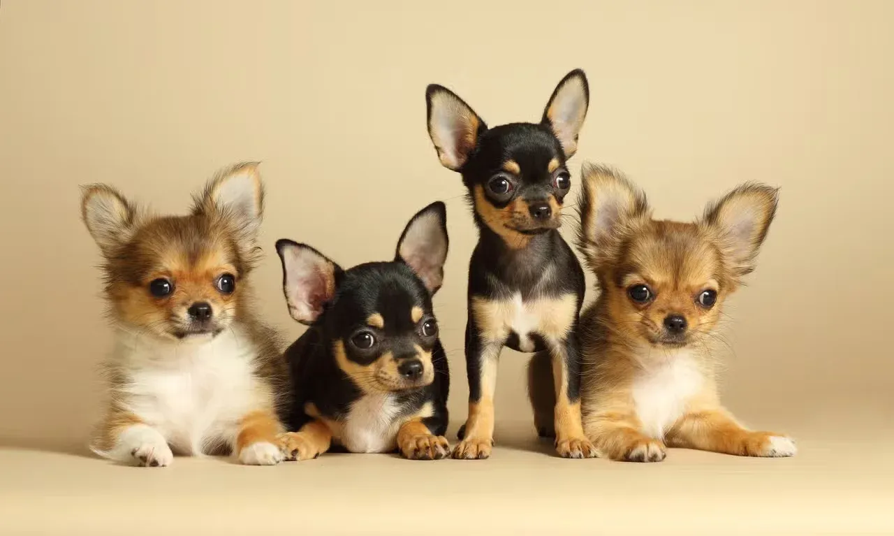 Four Chihuahua puppies lined up side by side.